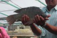 /album/fotogaleria/asesoria-para-cria-de-mojarra-tilapia-1845904z0-jpg/