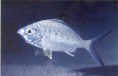 /album/fotogaleria/mojarra1-jpg/