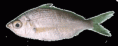 /album/fotogaleria/mojarra-mancha-negra-dibujo-gif/