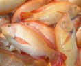 /album/fotogaleria/mojarras-jpg/